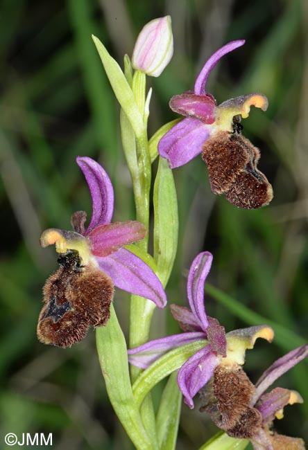 Ophrys flavicans x Ophrys incubacea = Ophrys x redliorum