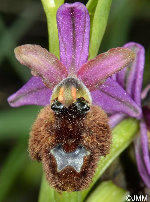 Ophrys flavicans x Ophrys incubacea = Ophrys x redliorum