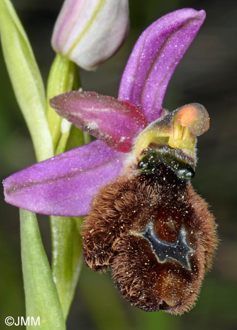 Ophrys flavicans x Ophrys incubacea = Ophrys x redliorum