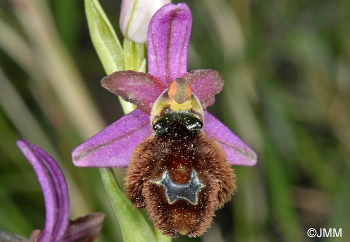 Ophrys flavicans x Ophrys incubacea = Ophrys x redliorum