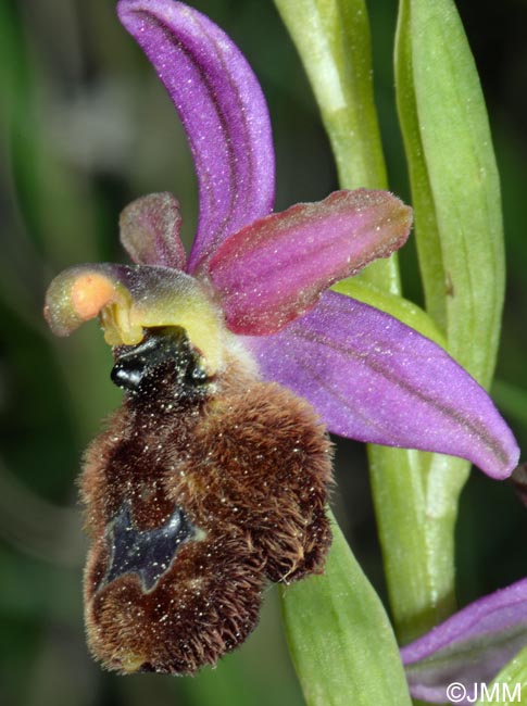 Ophrys flavicans x Ophrys incubacea = Ophrys x redliorum