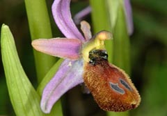 Ophrys flavicans