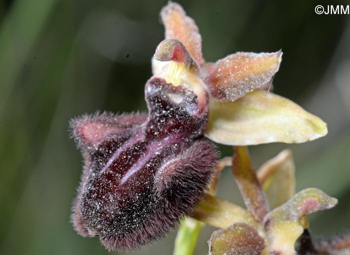 Ophrys incubacea