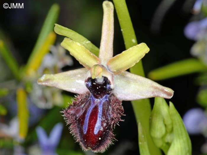 Ophrys incubacea