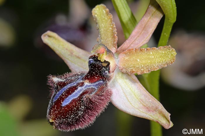 Ophrys incubacea