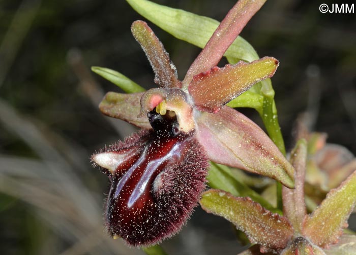 Ophrys incubacea