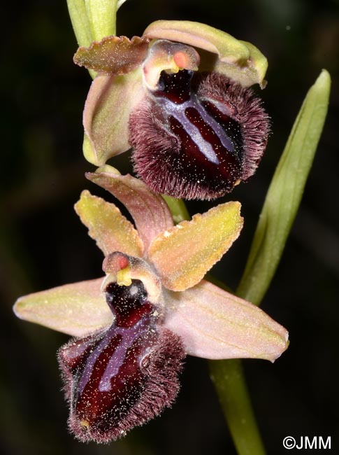 Ophrys incubacea