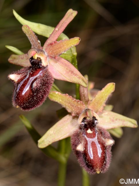 Ophrys incubacea