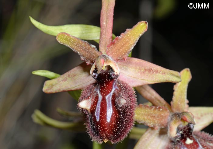 Ophrys incubacea