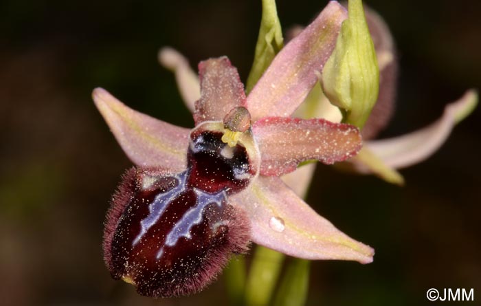 Ophrys incubacea