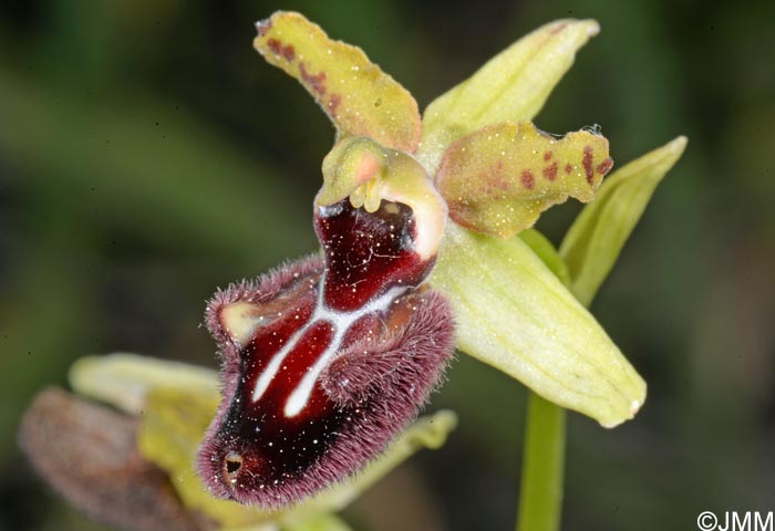 Ophrys incubacea