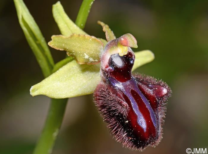 Ophrys incubacea