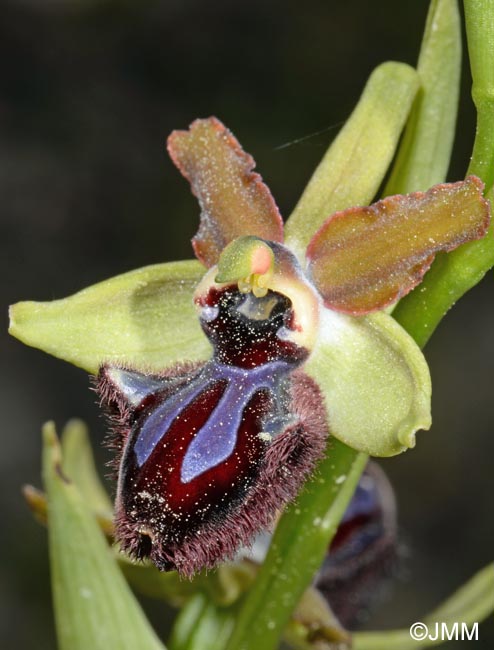 Ophrys incubacea