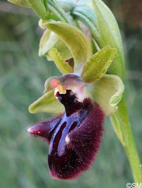 Ophrys incubacea