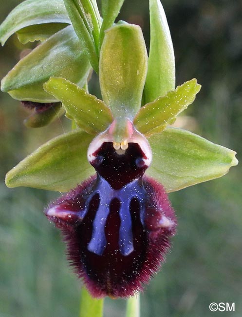 Ophrys incubacea