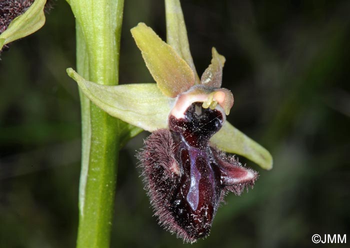 Ophrys incubacea