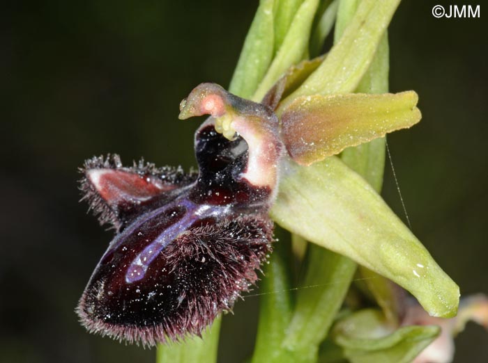 Ophrys incubacea