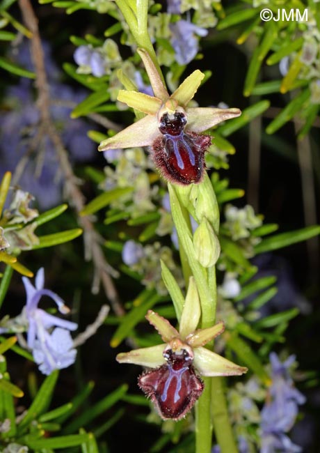 Ophrys incubacea