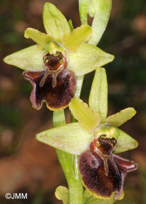 Ophrys incubacea x Ophrys tommasinii = Ophrys x mansfeldiana