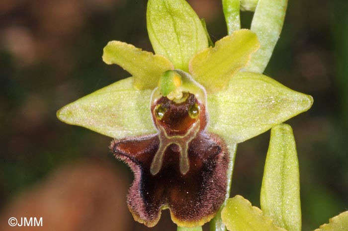 Ophrys incubacea x Ophrys tommasinii = Ophrys x mansfeldiana