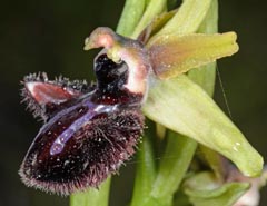 Ophrys incubacea