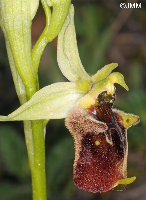 Ophrys istriensis