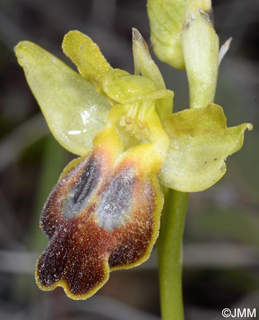 Ophrys leucadica