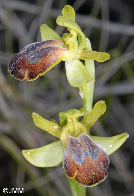 Ophrys leucadica
