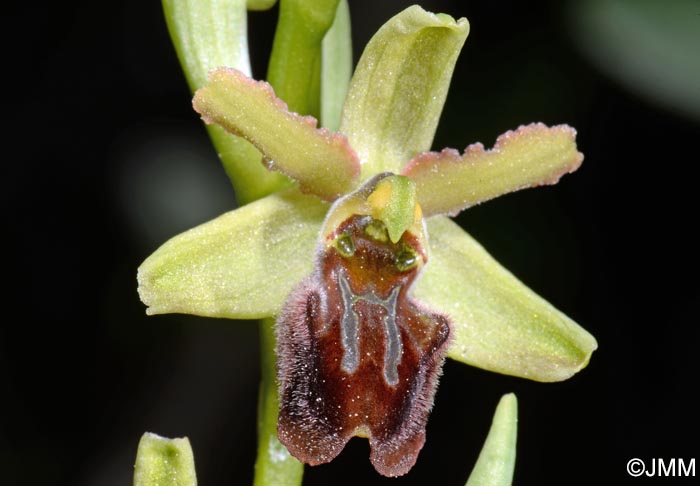 Ophrys liburnica