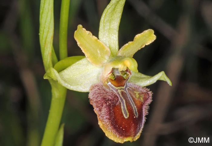 Ophrys liburnica