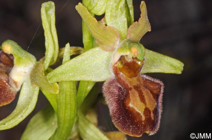 Ophrys liburnica