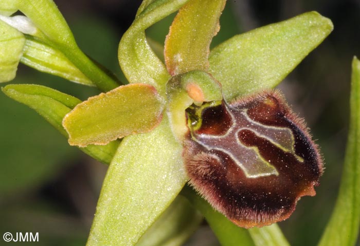 Ophrys liburnica