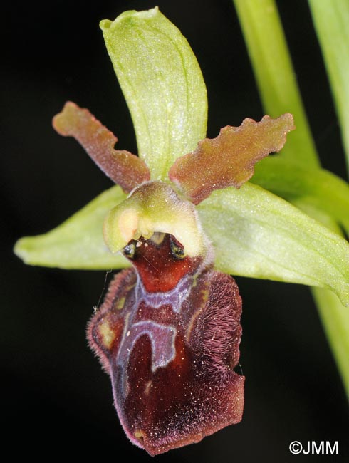 Ophrys liburnica