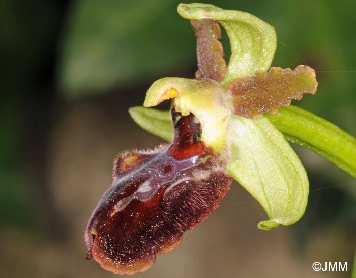 Ophrys liburnica