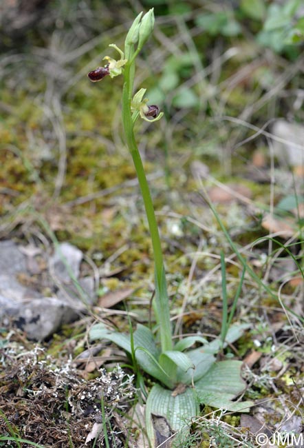 Ophrys liburnica