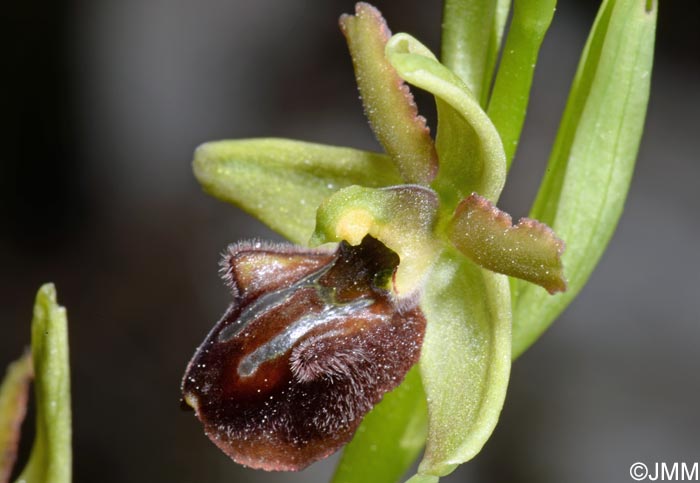 Ophrys liburnica