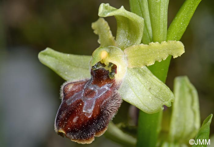 Ophrys liburnica