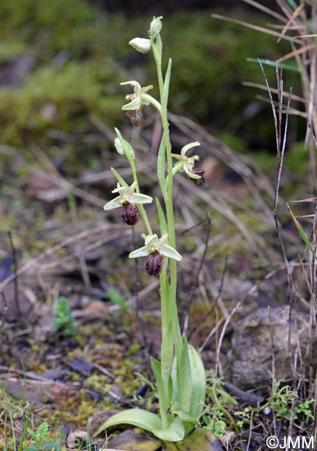 Ophrys liburnica