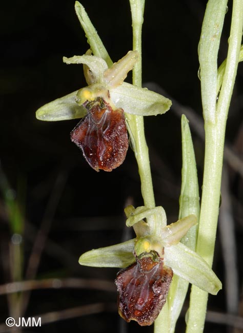 Ophrys liburnica