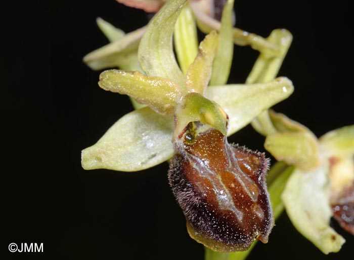 Ophrys liburnica