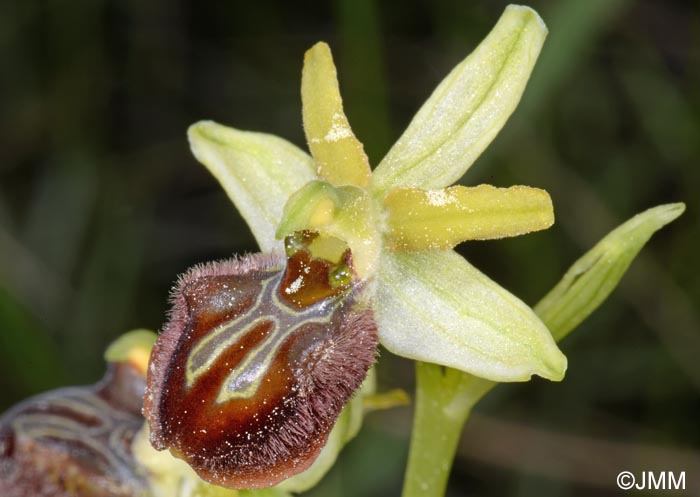 Ophrys liburnica