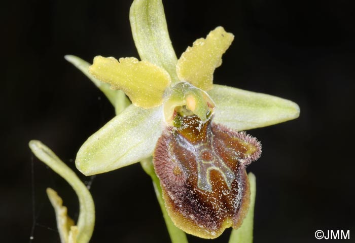 Ophrys liburnica