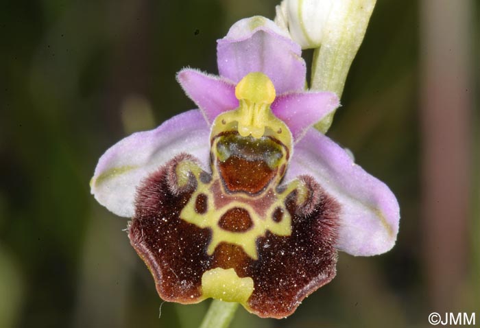 Ophrys medea