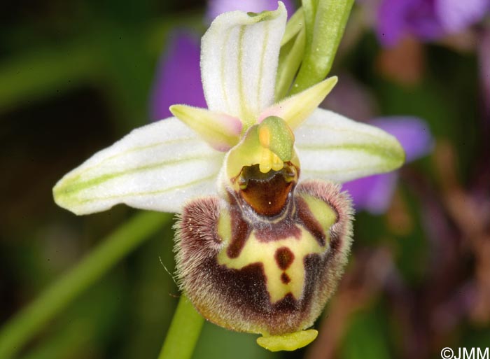 Ophrys medea