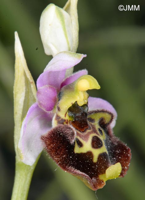 Ophrys medea