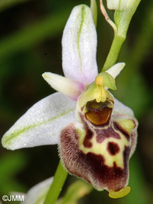 Ophrys medea