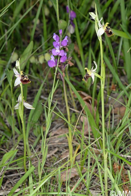 Ophrys medea