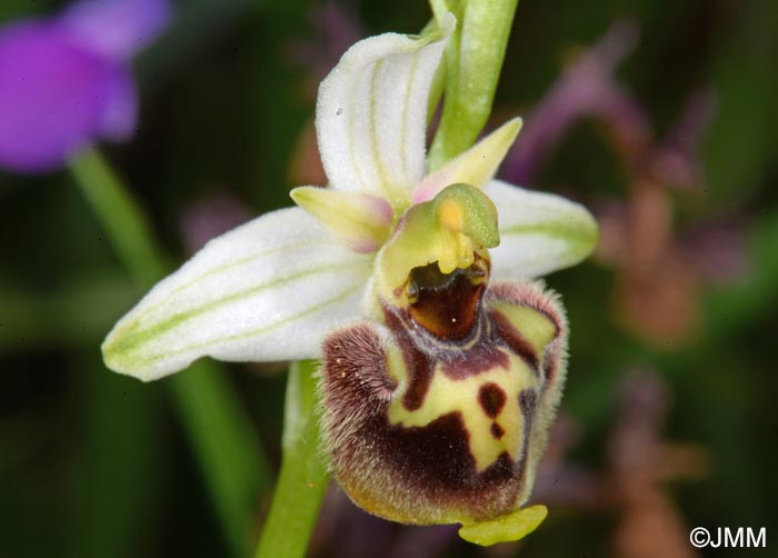 Ophrys medea