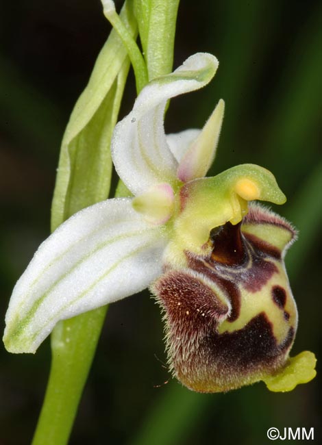 Ophrys medea