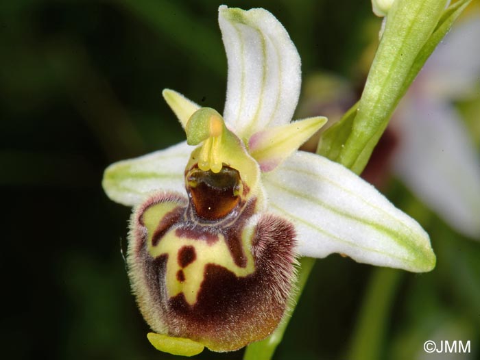 Ophrys medea